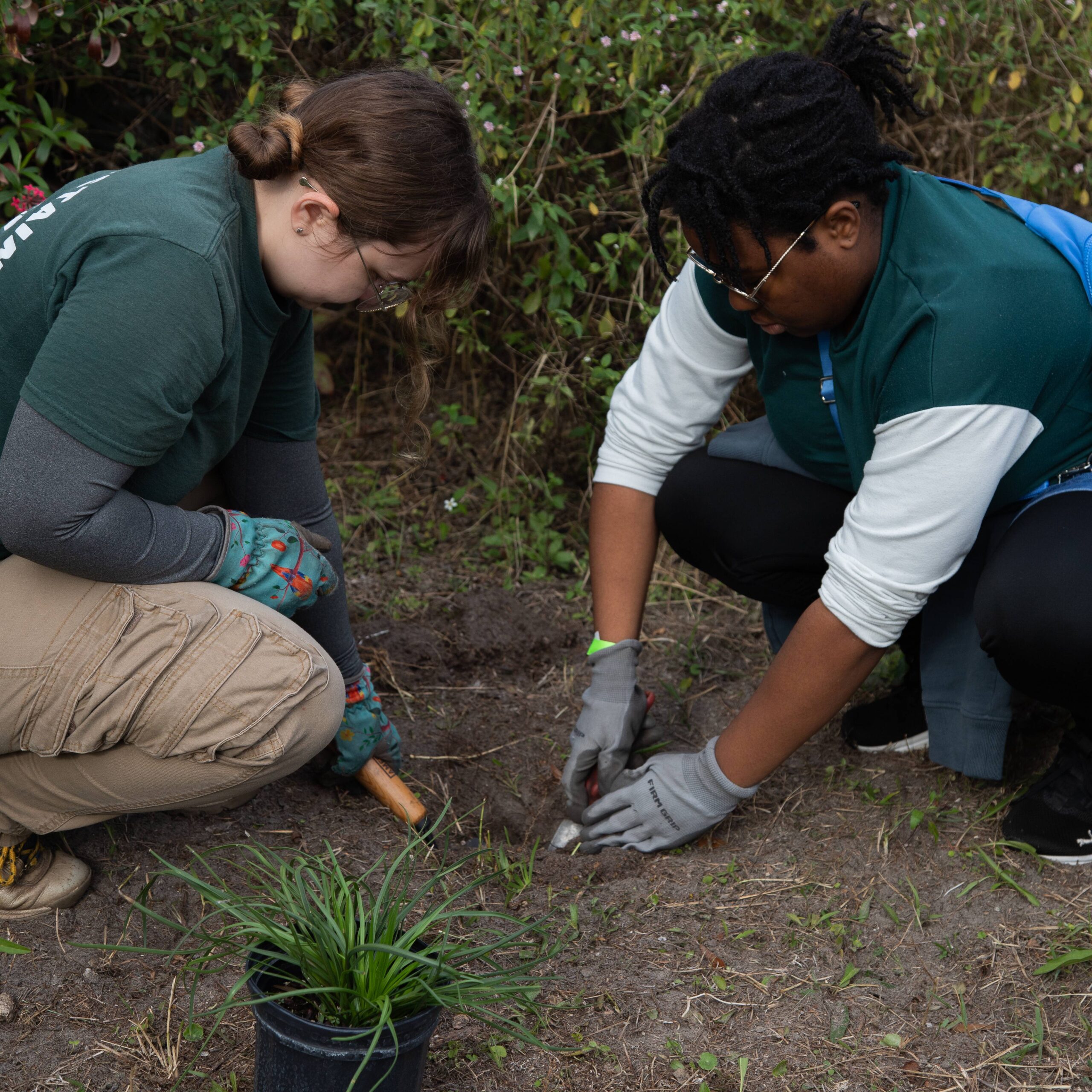 UCF Students Volunteering with Service Agency to Plant Plants.